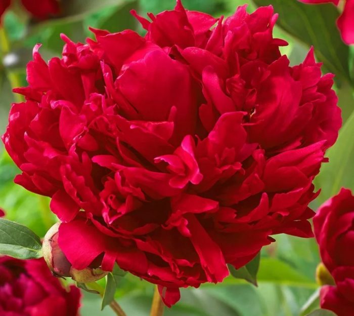 Божур Червена магия