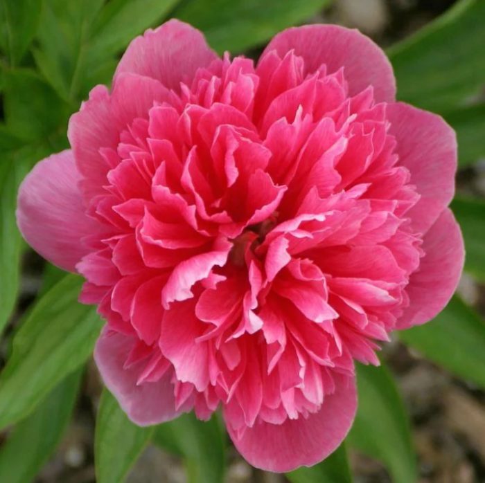 Сорт божур Rosea Plena