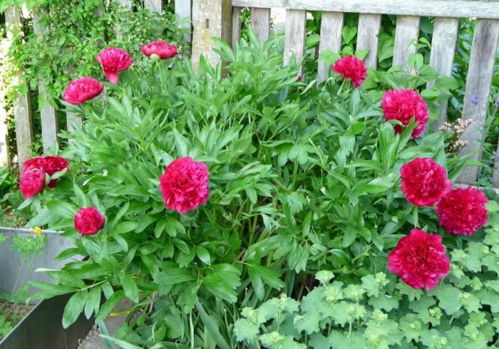 Сорт божур Рубра Плена