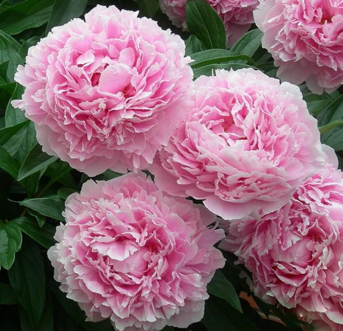 Ροζ παιώνιες Sarah Bernhardt