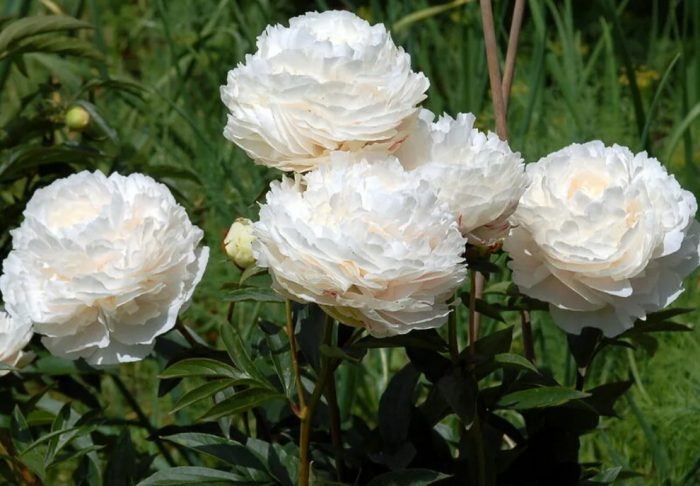 Божур Соланж