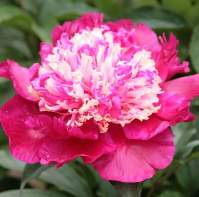 Божур Спифи