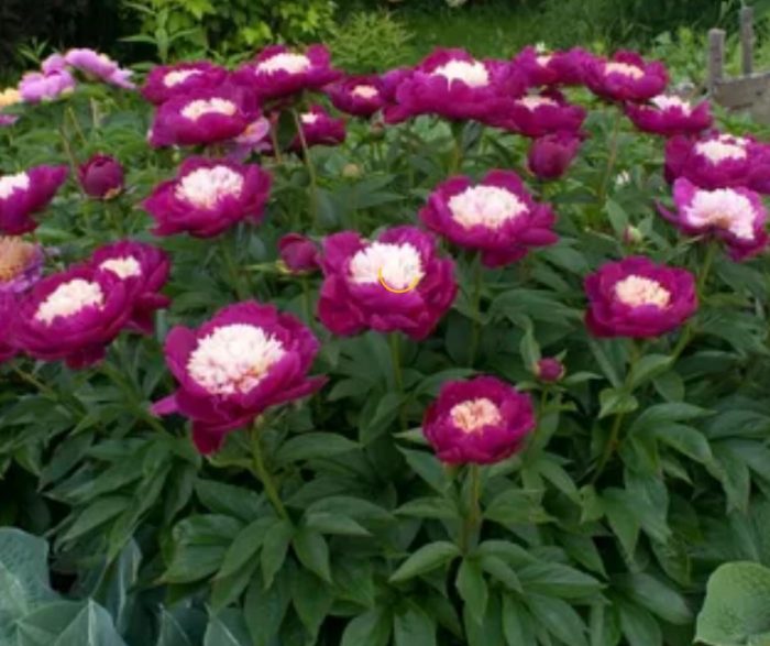 Божур бяла шапка