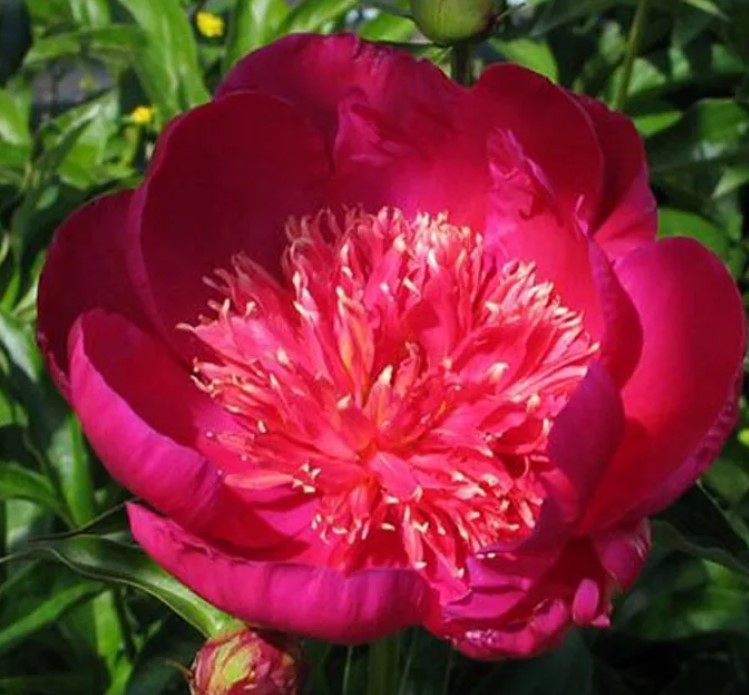 Разнообразие Уайкики