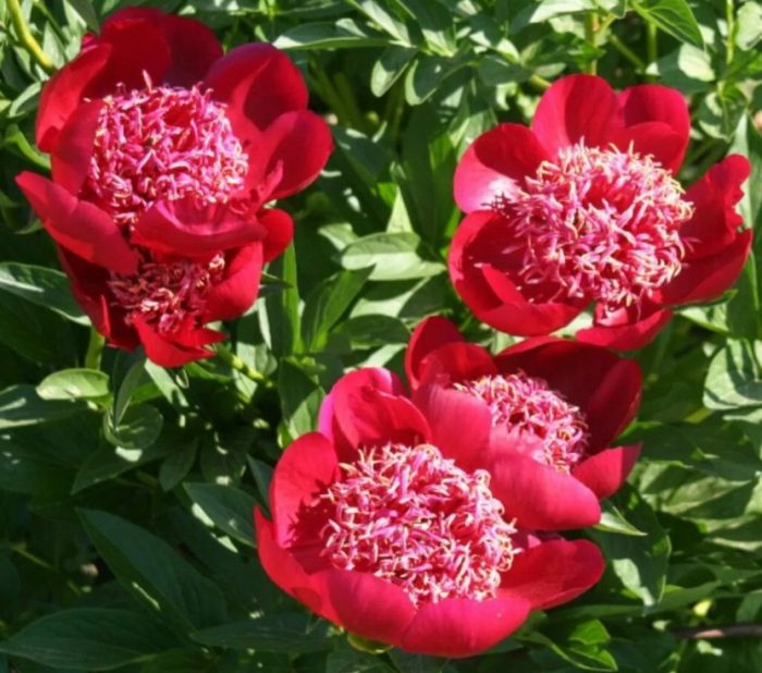 Божур Уолтър Мейнс