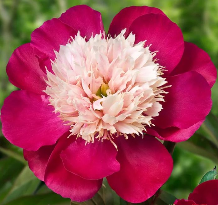 Божур бяла шапка