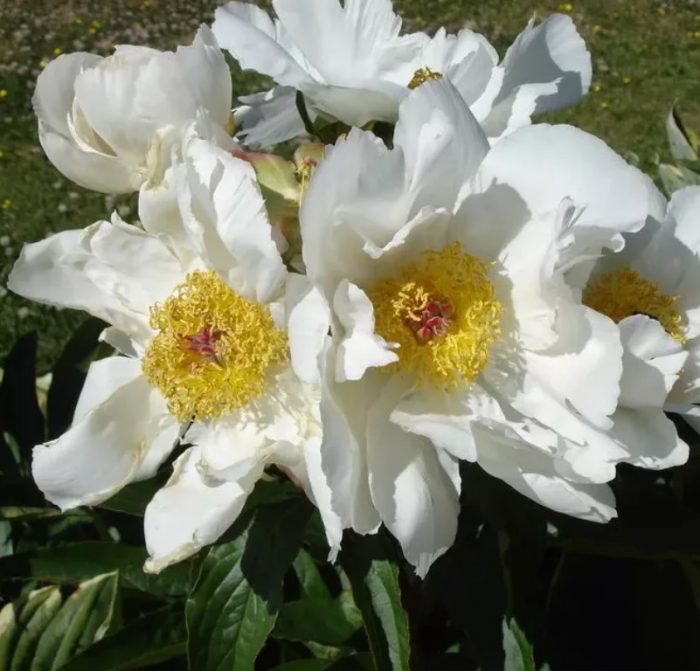 Сорт божур Бели крила