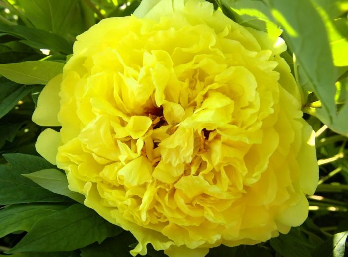 Божур Жълта корона