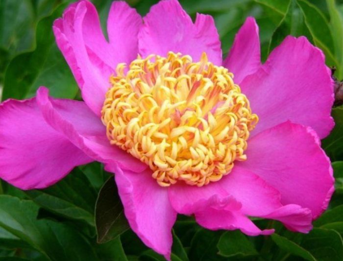 Цвете на анемона