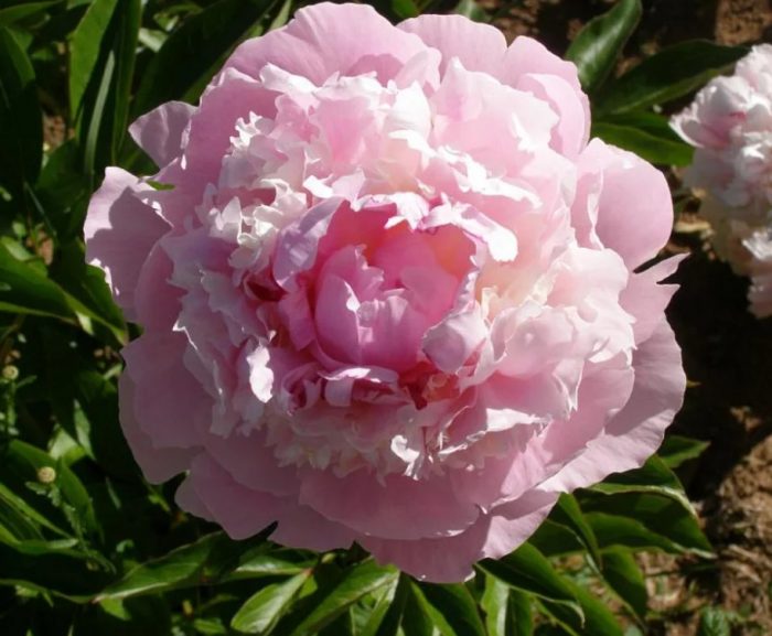 Сорт божур Eden's Perfume