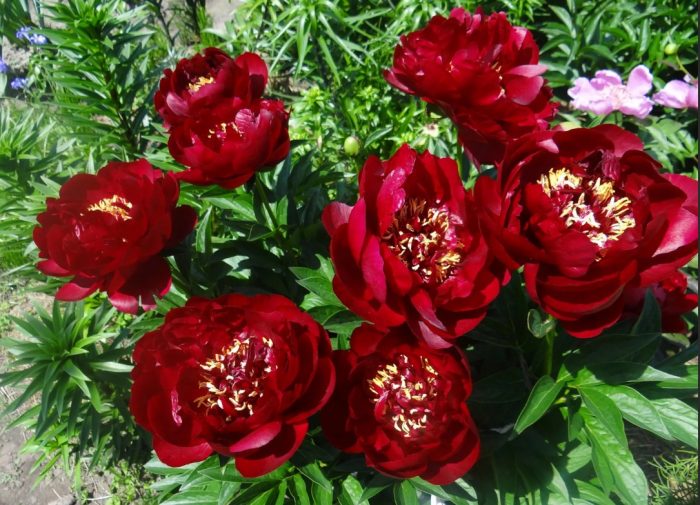 Божур Buckeye Bell