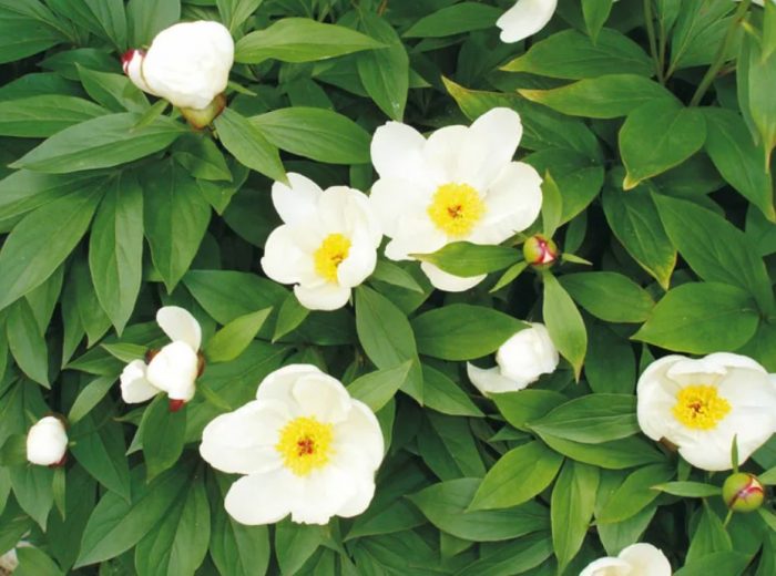 Божур с бял цвят