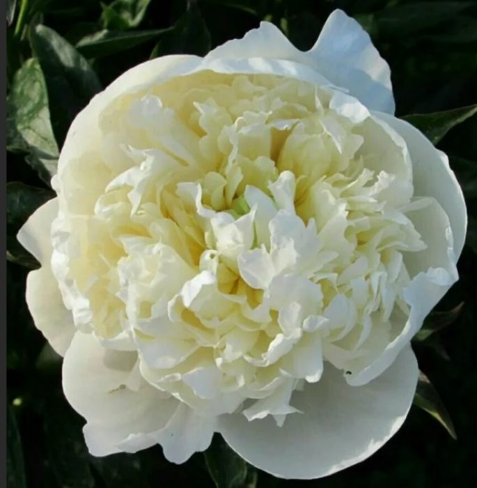 Божур Бял лебед