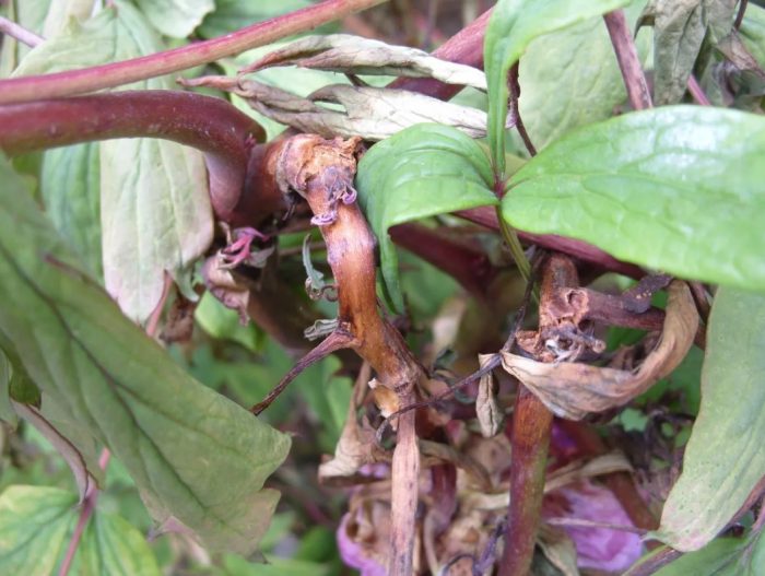 Сива плесен по божур