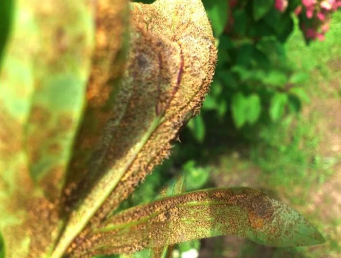 Ръжда върху божур