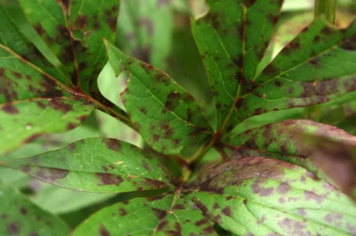 Пръстеновидно петно ​​по божур