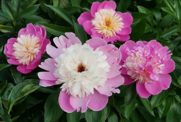 Купа за красота с божур