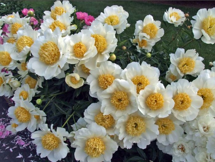 Сорт божур Бу Те