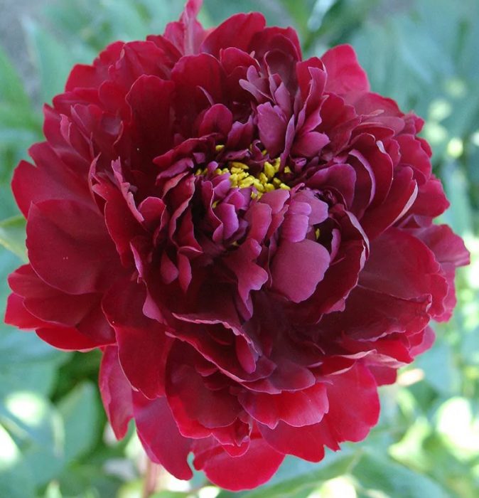 Сорт божур Черна перла