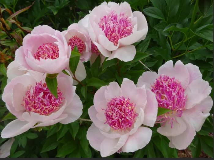 Сорт Дю Тепл