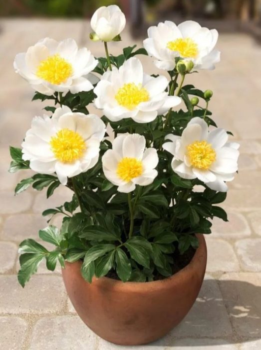 Божур Дъблин