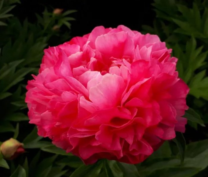 Божур Жокер