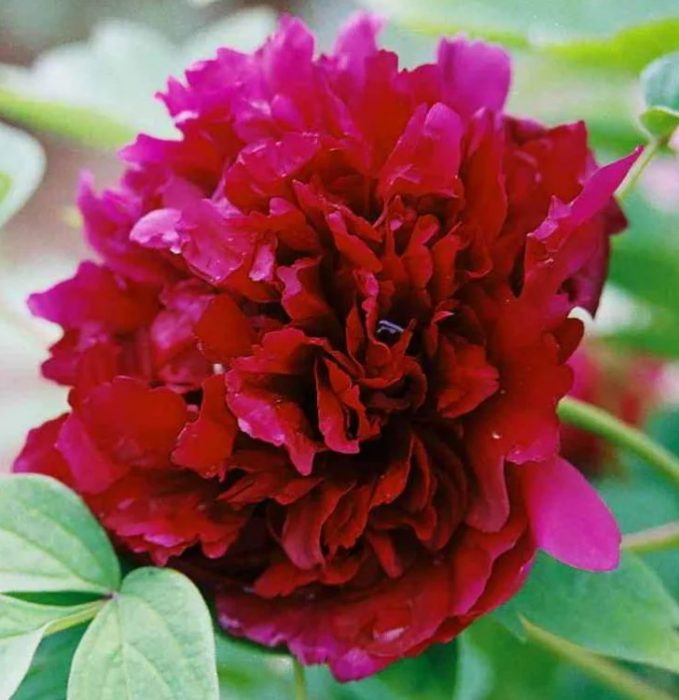 Галактика с божур