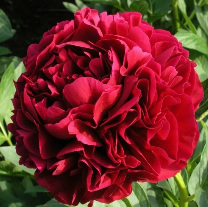 Божур Хенри Бокстос