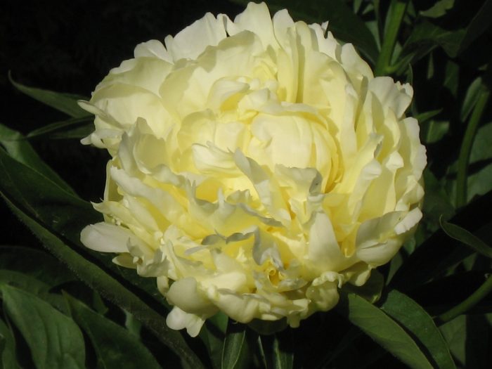 Божур Голд Мейн