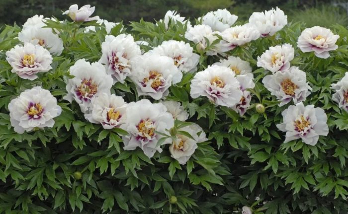 Ито хибриди