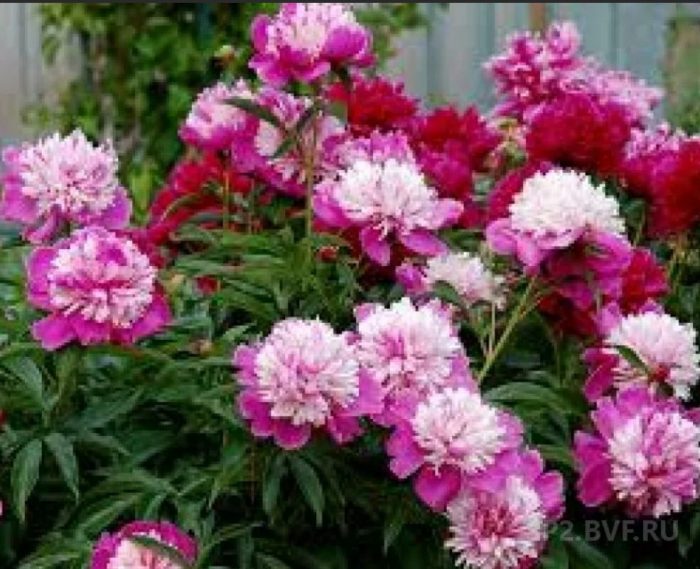 Божур Деудроп