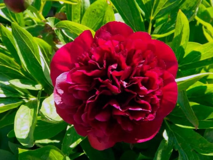 Китайски божур