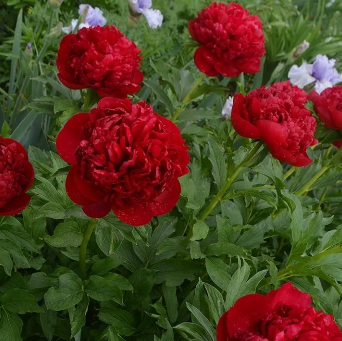 Божур Коледен кадифе