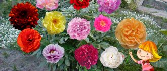 Разнообразие от божури