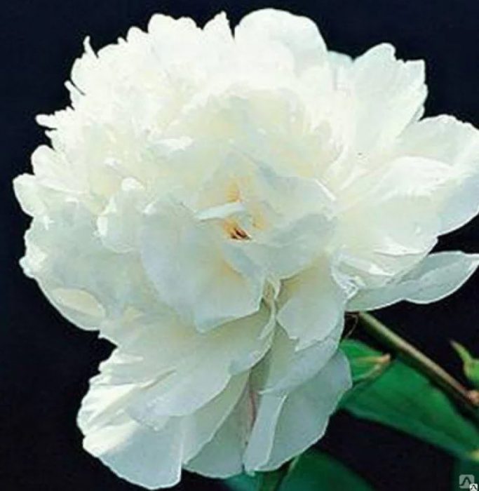 Сорт Леден бриз