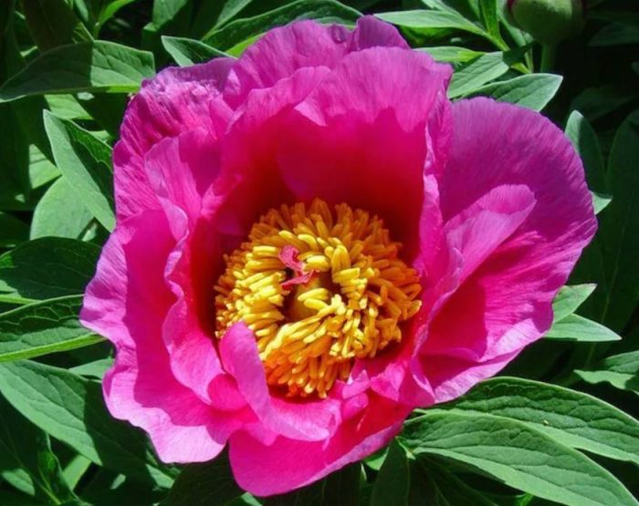 Обикновен божур