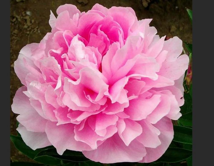 Божур Летящ жерав