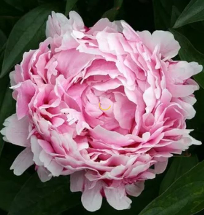 Двойни божури