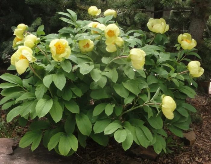 Божур на Млокосевич