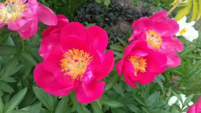 Млечноцветен божур