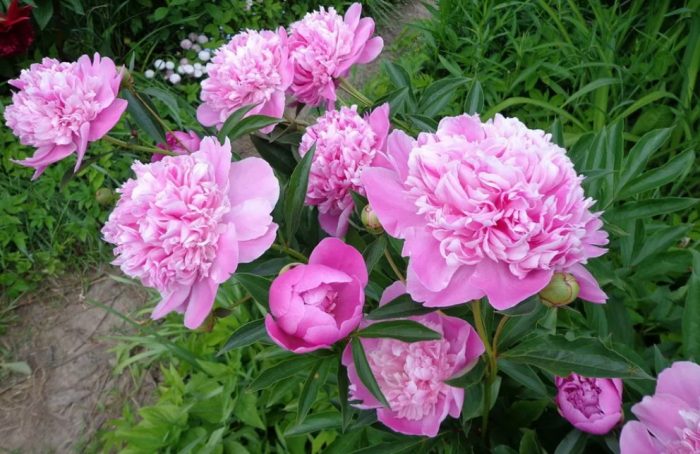 Божур Небесен брокат