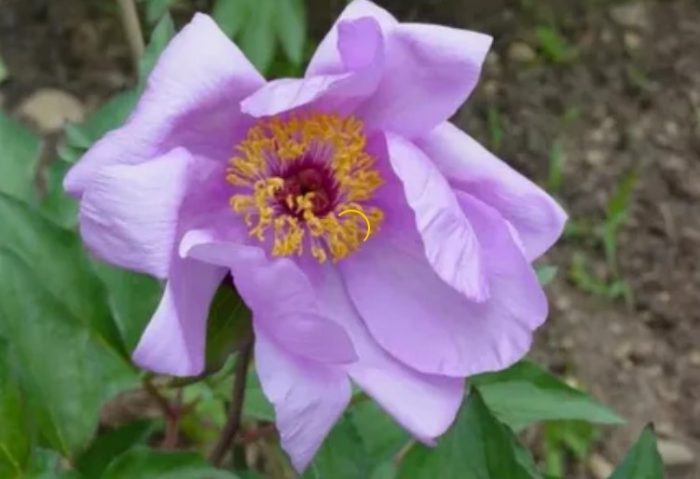 Единичен божур