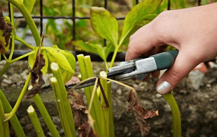 Подрязване на божур