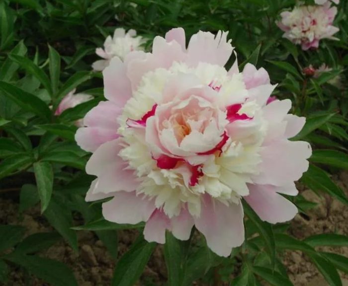 Божурът „Чаровството на изгрева“