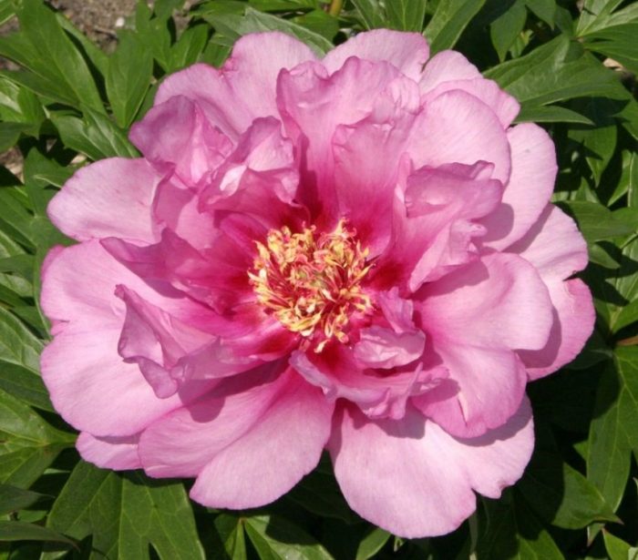 Преходни божури