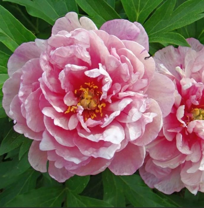 Божури розови двойни