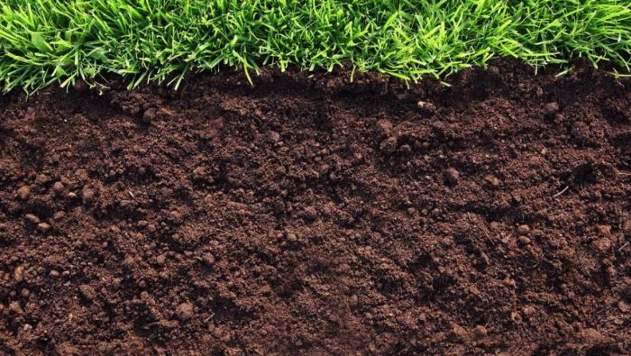 Почва за божури