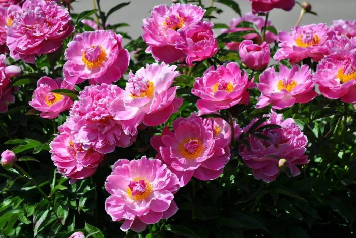 Полу-двойни божури