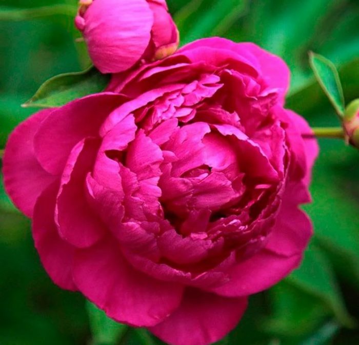 Сорт божур Ричи