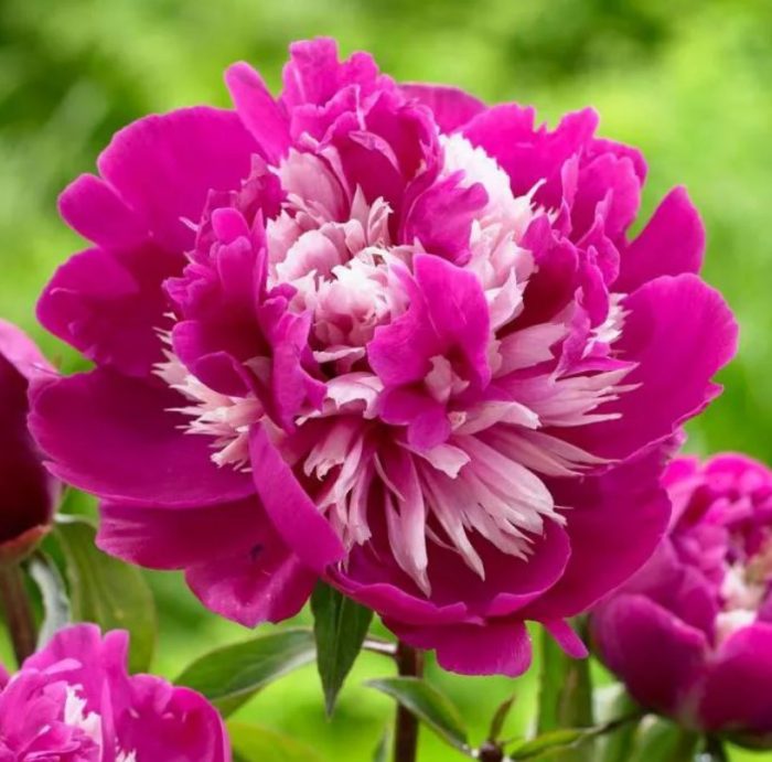 Божур знаменитост